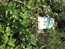 Mojito mentha minze gebraucht kaufen  Neuhof