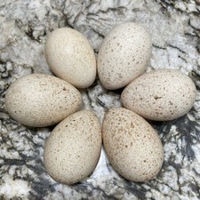 Turkey hatching eggs for sale  Palm Coast