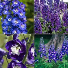 Delphinium plant magic for sale  LEICESTER