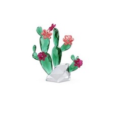 Pianta cactus cristallo usato  Mola di Bari