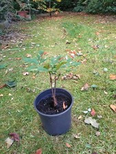 Old horse chestnut for sale  SHIPLEY