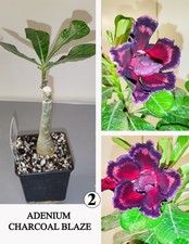 Adenium charcoal blaze gebraucht kaufen  Wermsdorf