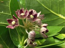 Calotropis procera seeds for sale  Kapolei
