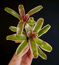 Bromeliad easy houseplant. for sale  NOTTINGHAM
