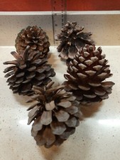 Large pine fir for sale  WARRINGTON