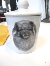 tibetan spaniel for sale tibetan spaniel for sale Congers