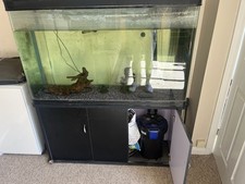Monstershop aquarium fish for sale  WITNEY
