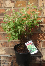 Spiraea vanhouttei pink for sale  CREWE