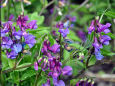 Lathyrus verna plant for sale  DURHAM