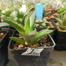Agave titanota shark usato  Porto Cesareo