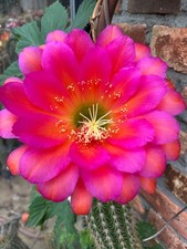 Ibrido trichocereus ka2020.28. usato  Spedire a Italy