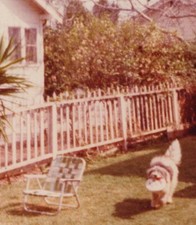 Dog backyard walking for sale  Mission
