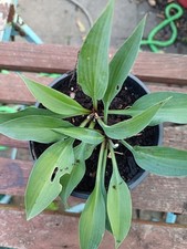 Hosta goldbrook grayling for sale  ABERAERON