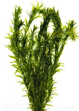 Elodea densa for sale  KETTERING