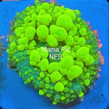 reef corals saltwater for sale  Pomona