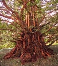 Urwelt mammutbaum pflanzen gebraucht kaufen Urwelt mammutbaum pflanzen gebraucht kaufen  Kaiserslautern