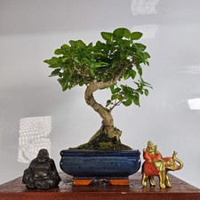 Chinese privet bonsai for sale  LEEDS