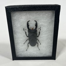 Dorcus titanus serrognathus for sale  Arnold