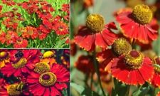 helenium seeds for sale helenium seeds for sale BROCKENHURST