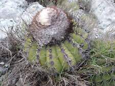 Melocactus white cephalium d'occasion  Expédié en France