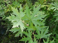 PLANO ORIENTAL 25 SEMENTES PLATANUS ORIENTALIS comprar usado PLANO ORIENTAL 25 SEMENTES PLATANUS ORIENTALIS comprar usado  Enviando para Brazil