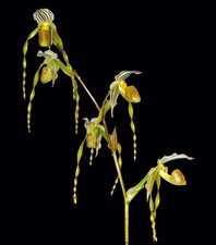 Rare paphiopedilum platyphyllu for sale  LONDON