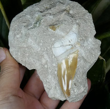 dent mammouth d'occasion dent mammouth d'occasion  Lagnieu