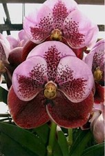 Używany, Orchid Orchidee Orquídea Vanda Thonglor  (43 Sr) na sprzedaż  PL