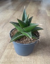 sansevieria for sale sansevieria for sale SHEFFIELD