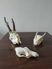 Roe buck muntjac for sale  MATLOCK