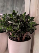 Money tree live for sale  Philadelphia
