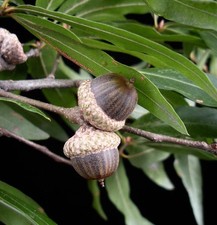 Quercus phellos rovere usato  Napoli
