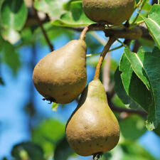 Concorde pear tree for sale  NEWTOWNARDS
