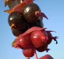 Samen pflanzen beet gebraucht kaufen  Calw