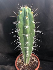 Stetsonia coryne cactus usato  Massafra