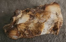 Fossile pétrifié bois d'occasion  Nice-