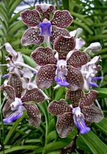 Spike vanda mimi for sale  Bonita Springs