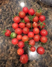 Everglades tomato seeds for sale  Pompano Beach