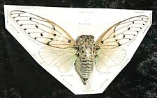White ghost cicada for sale  LLANELLI