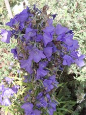 penstemon for sale penstemon for sale  DRIFFIELD