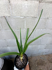 Aloe bainesii barbarea for sale  USA