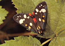 Scarlet tiger moth for sale  Hillsborough