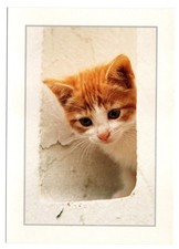 Cpm chat chaton d'occasion  Agay