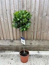 standard bay tree for sale  WORTHING