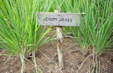 Citronella erba limone usato  Reggio Calabria