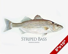 Striped bass fish for sale  South Jordan