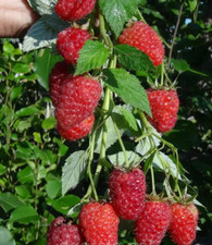 Raspberry plants himbo for sale  Staten Island