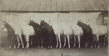 Rare buffalo bill for sale  New York