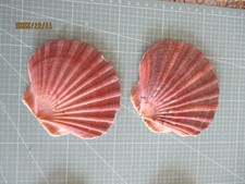 jakobsmuscheln gebraucht kaufen jakobsmuscheln gebraucht kaufen Hünfelden