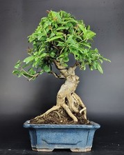 Bonsai punica granatum usato  Cison di Valmarino